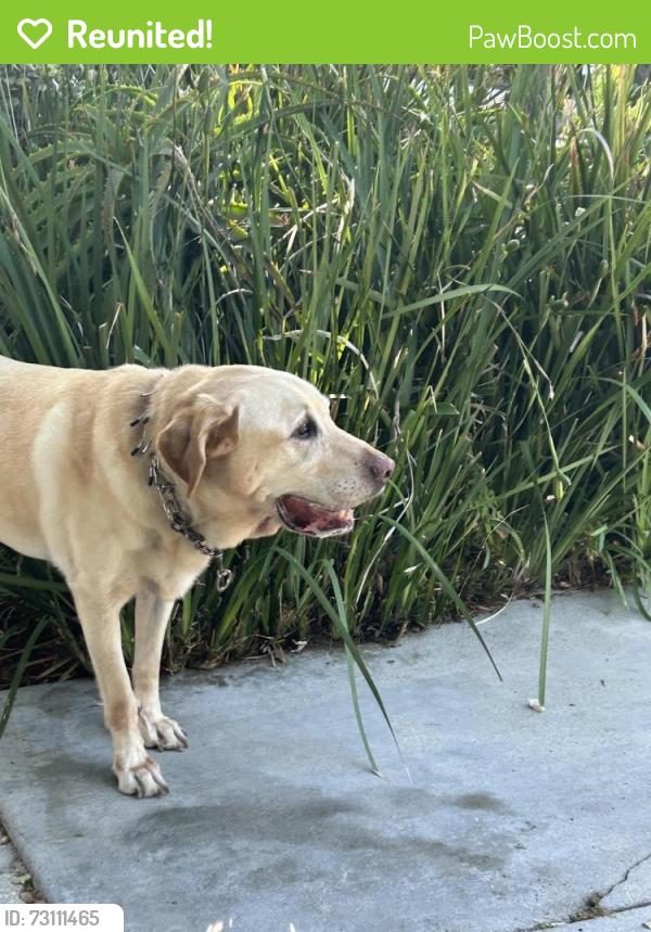 Reunited Male Dog last seen 7th Ave and Sunset Ave, Los Angeles, CA 90291
