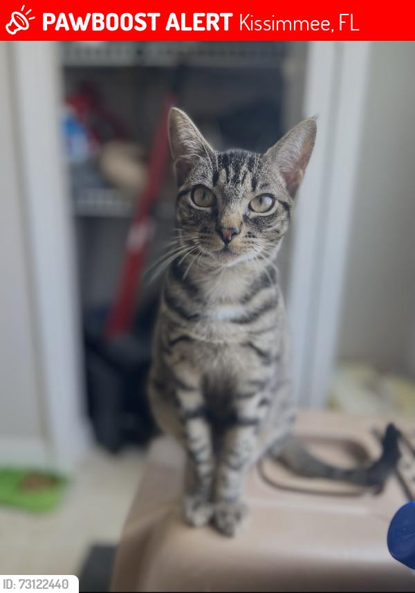Lost Female Cat last seen Eagle Lake/ Eagle Ridge Loop Kissimmee, Kissimmee, FL 34746