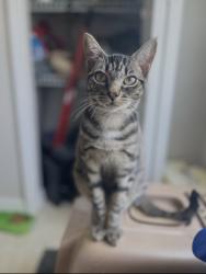 Lost Female Cat last seen Eagle Lake/ Eagle Ridge Loop Kissimmee, Kissimmee, FL 34746