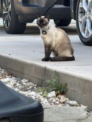 Lost Female Cat last seen Woodside Senegauge, Redwood City, CA 94061