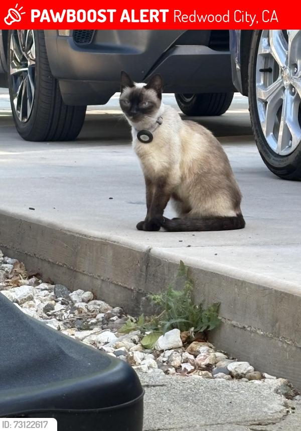 Lost Female Cat last seen Woodside Senegauge, Redwood City, CA 94061