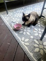 Found/Stray Unknown Cat last seen Rue Stratford and Rue Ellerdale, close to Ellerdale Park, Hampstead, QC H3X 1S6