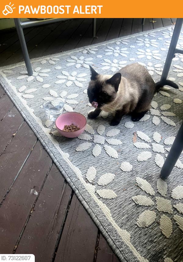 Found/Stray Unknown Cat last seen Rue Stratford and Rue Ellerdale, close to Ellerdale Park, Hampstead, QC H3X 1S6