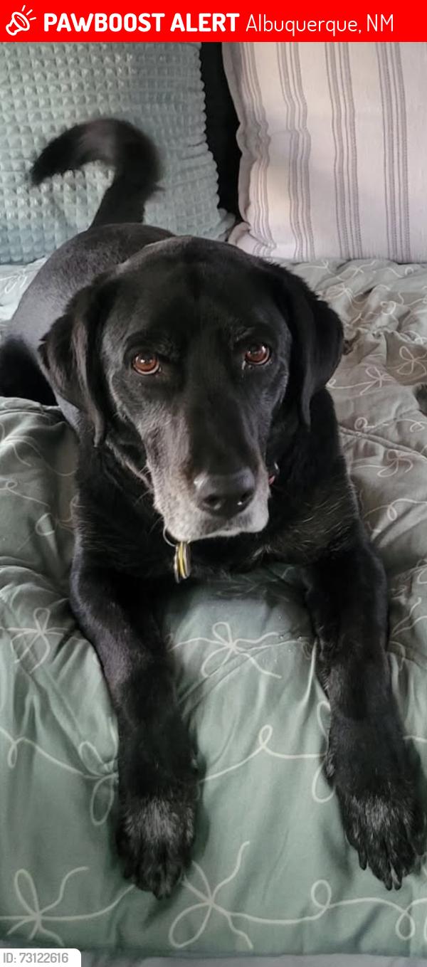 Lost Female Dog last seen Near Dakota Street NE, Albuquerque, NM 87110