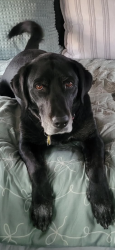 Lost Female Dog last seen Near Dakota Street NE, Albuquerque, NM 87110