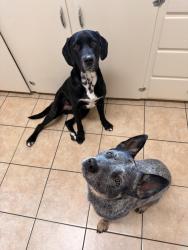 Lost Male Dog last seen Hayes market, Berthoud, CO 80513
