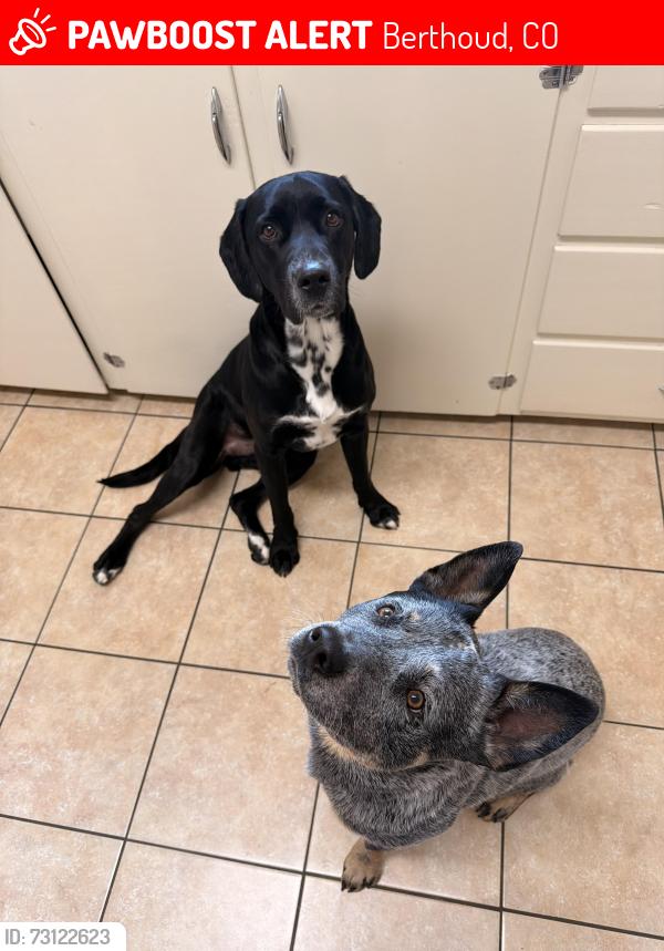 Lost Male Dog last seen Hayes market, Berthoud, CO 80513