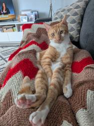 Reunited Male Cat last seen Euclid av, Miami Beach, FL 33139