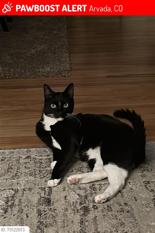 Lost Male Cat last seen 66th and Otis ct, Arvada, CO 80003