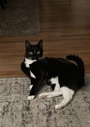 Lost Male Cat last seen 66th and Otis ct, Arvada, CO 80003