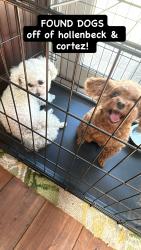 Reunited Female Dog last seen Near Cortez Park, West Covina, CA 91790