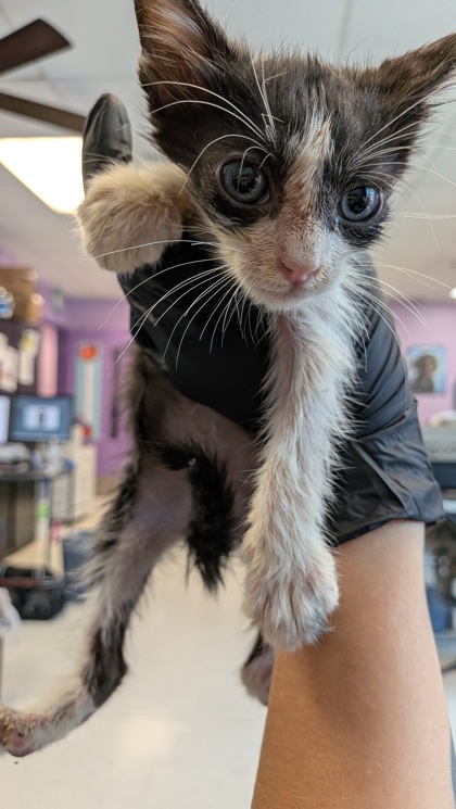 Shelter Stray Male Cat last seen Near SACO CT, Horizon, TX, 5001 Fred Wilson Ave, El Paso, TX 79906, USA