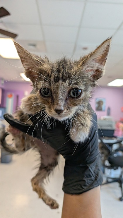 Shelter Stray Male Cat last seen Near Railroad, CITY of El Paso, TX, 5001 Fred Wilson Ave, El Paso, TX 79906, USA