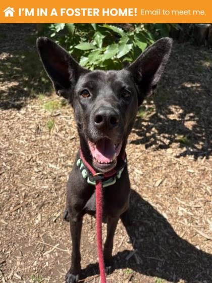 Shelter Stray Female Dog last seen Near S Longwood, 21223, MD, 301 Stockholm St, Baltimore, MD 21230, USA