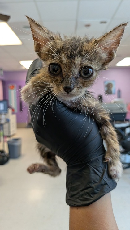 Shelter Stray Male Cat last seen Near Railroad, CITY of El Paso, TX, 5001 Fred Wilson Ave, El Paso, TX 79906, USA