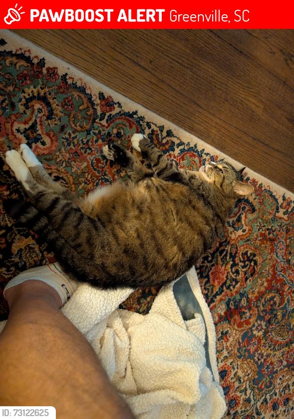 Lost Female Cat last seen Balsam Rd & Overbrook Rd, Greenville, SC 29607