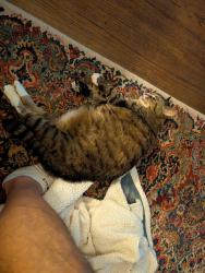 Lost Female Cat last seen Balsam Rd & Overbrook Rd, Greenville, SC 29607