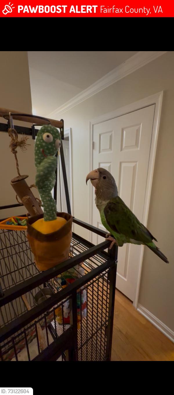 Lost Male Bird last seen Near Old Telegraph Td, Fairfax County, VA 22315