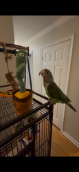 Lost Male Bird last seen Near Old Telegraph Td, Fairfax County, VA 22315