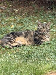 Lost Male Cat last seen New hope rd Antioch rd, McDonough, GA 30252