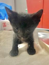 Shelter Stray Male Cat last seen S Chestnut Ave & E Central Ave, Fresno Zone Fresno CO 1A 93725, CA, 1510 W Dan Ronquillo Dr, Fresno, CA 93706, USA