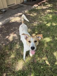 Found/Stray Female Dog last seen Bartlett Cove Dr & Spears-Gears Rd, Aldine, TX 77037