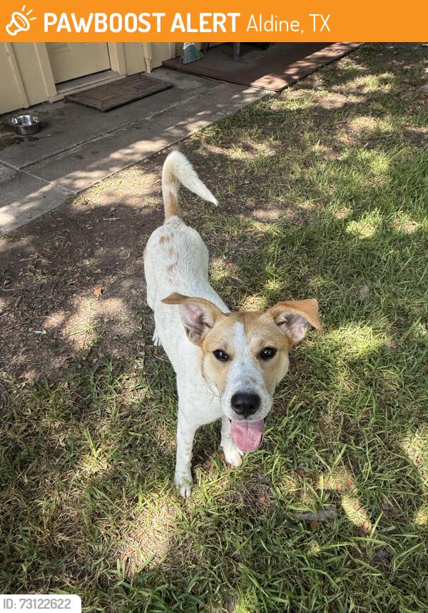 Found/Stray Female Dog last seen Bartlett Cove Dr & Spears-Gears Rd, Aldine, TX 77037