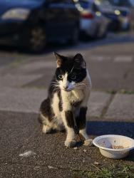Reunited Unknown Cat last seen Outside 41 Florentia Street Cathays, Cardiff, Wales CF24 4PE