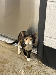 Shelter Stray Female Cat last seen Near Grand Division, 4th District, OH, 9203 Detroit Ave, Cleveland, OH 44102, USA