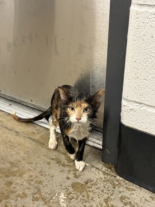 Shelter Stray Female Cat last seen Near Grand Division, 4th District, OH, 9203 Detroit Ave, Cleveland, OH 44102, USA