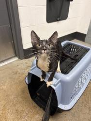 Shelter Stray Male Cat last seen Near Grand Division, 4th District, OH, 9203 Detroit Ave, Cleveland, OH 44102, USA