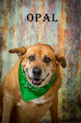Shelter Stray Female Dog last seen Near @nd Ave South, North Myrtle Beach, SC, 409 Bay St, North Myrtle Beach, SC 29582, USA