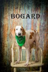 Shelter Stray Male Dog last seen Hwy 57, Horry County, SC, 409 Bay St, North Myrtle Beach, SC 29582, USA