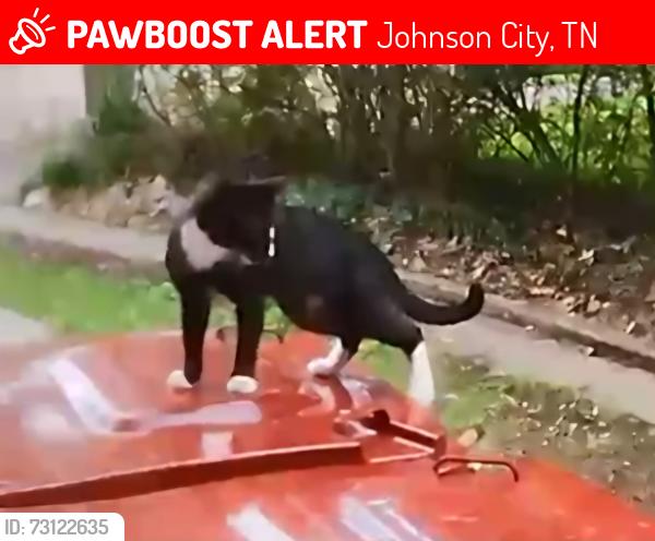 Lost Unknown Cat last seen Near ETSU in Tree Streets, Johnson City, TN 37604
