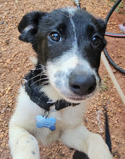 Shelter Stray Male Dog last seen Near CONNELL AVE SW, Atlanta, GA, 1251 Fulton Industrial Blvd NW, Atlanta, GA 30336, USA