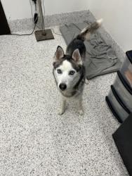 Shelter Stray Male Dog last seen Near Birdsview Dr, Fairburn, GA, 1251 Fulton Industrial Blvd NW, Atlanta, GA 30336, USA
