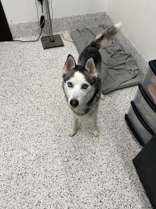 Shelter Stray Male Dog last seen Near Birdsview Dr, Fairburn, GA, 1251 Fulton Industrial Blvd NW, Atlanta, GA 30336, USA