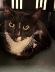 Shelter Stray Female Cat last seen Near Fairburn Road SW, Atlanta, GA, 1251 Fulton Industrial Blvd NW, Atlanta, GA 30336, USA