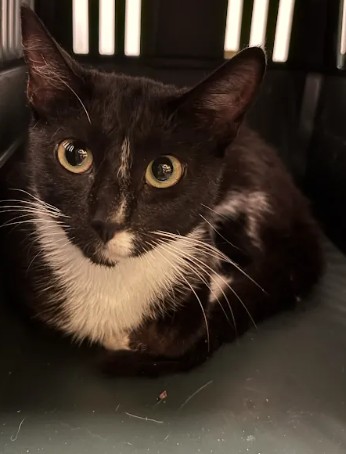 Shelter Stray Female Cat last seen Near Fairburn Road SW, Atlanta, GA, 1251 Fulton Industrial Blvd NW, Atlanta, GA 30336, USA