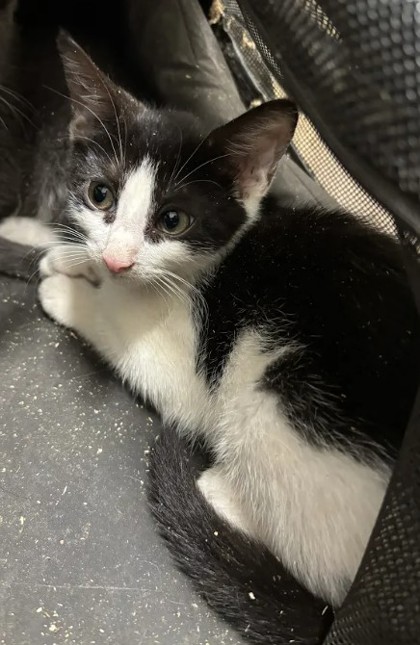 Shelter Stray Female Cat last seen Near Fairburn Road SW, Atlanta, GA, 1251 Fulton Industrial Blvd NW, Atlanta, GA 30336, USA