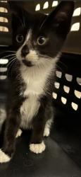 Shelter Stray Female Cat last seen Near Fairburn Road SW, Atlanta, GA, 1251 Fulton Industrial Blvd NW, Atlanta, GA 30336, USA