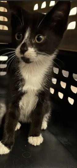 Shelter Stray Female Cat last seen Near Fairburn Road SW, Atlanta, GA, 1251 Fulton Industrial Blvd NW, Atlanta, GA 30336, USA