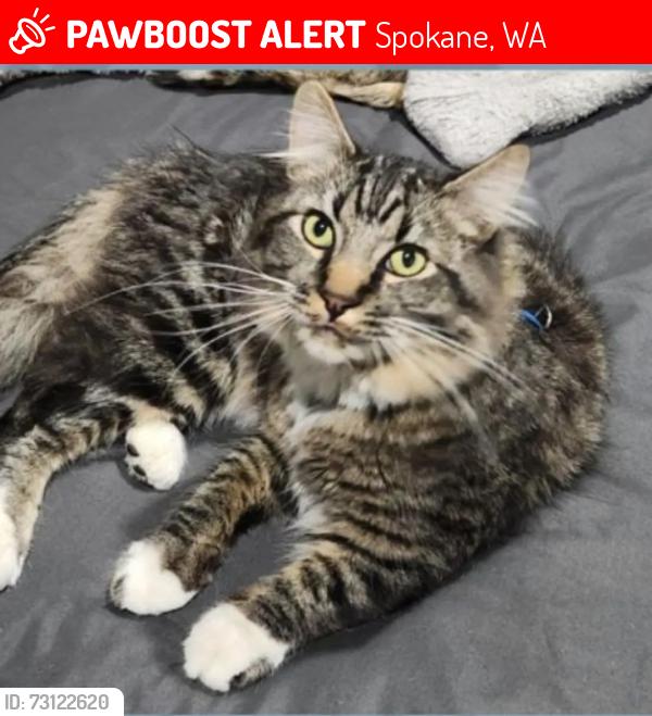 Lost Male Cat last seen Assembly and Northwest Blvd, Spokane, WA 99205