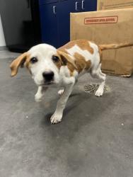 Shelter Stray Female Dog last seen Near Cooper Store Road, Berkeley County, SC, 2455 Remount Rd, North Charleston, SC 29406, USA