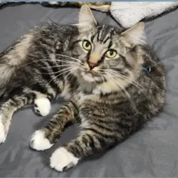 Lost Male Cat last seen Assembly and Northwest Blvd, Spokane, WA 99205