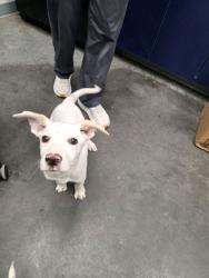 Shelter Stray Male Dog last seen Near Cooper Store Road, Berkeley County, SC, 2455 Remount Rd, North Charleston, SC 29406, USA