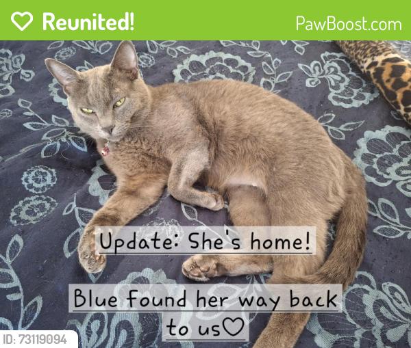 Reunited Female Cat last seen 134th Ave NW and 117th St NW, down from Key Peninsula Hwy, Gig Harbor, WA 98329