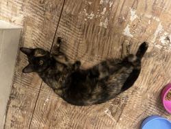 Found/Stray Unknown Cat last seen Parker St, Graham, NC 27253
