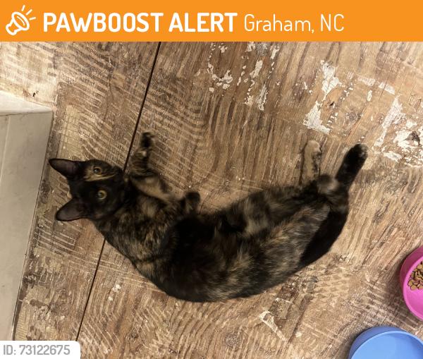 Found/Stray Unknown Cat last seen Parker St, Graham, NC 27253