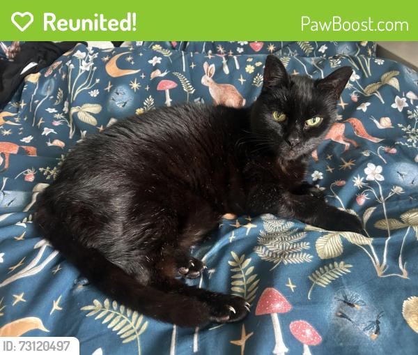 Reunited Male Cat last seen Hazelhurst Road, Greater Manchester, England OL6 9BD